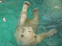 Don't worry, our polar bears have become acclimatised to the extreme heat.